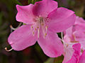 Rhododendron schlippenbachii IMG_6035_1 Azalia
